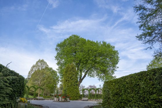 The American Elm tree at Longwood Gardens, towering over an arbor and other trees. 